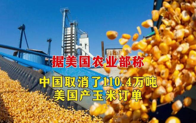 中國取消110.4萬噸美國玉米進口訂單！玉米供需格局正在發(fā)生巨變(圖文)