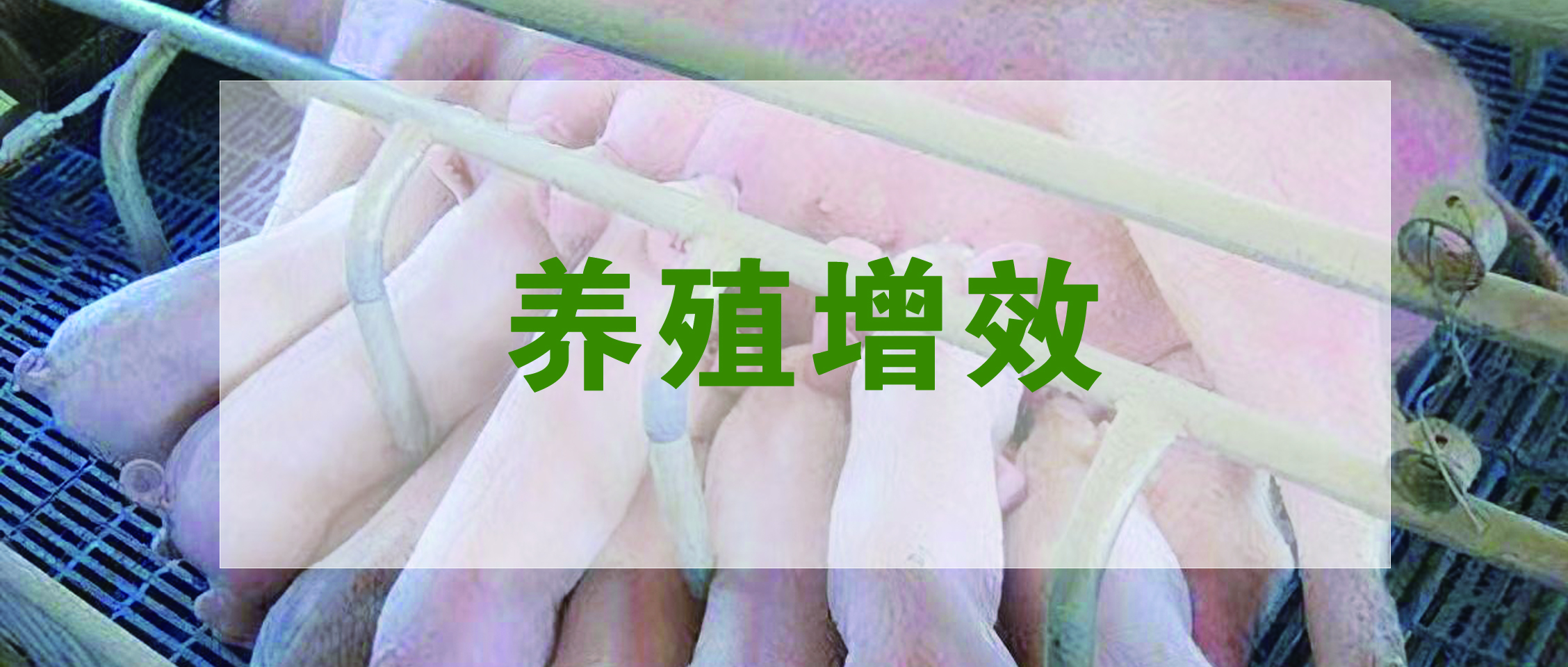 國(guó)家生豬產(chǎn)業(yè)技術(shù)體系發(fā)布：生豬養(yǎng)殖提質(zhì)增效降本技術(shù)指導(dǎo)意見(jiàn)